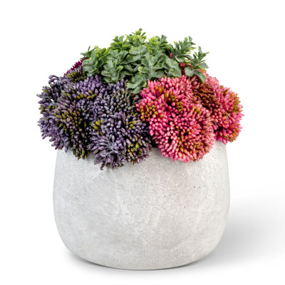 Loreta Sedum Arrangement