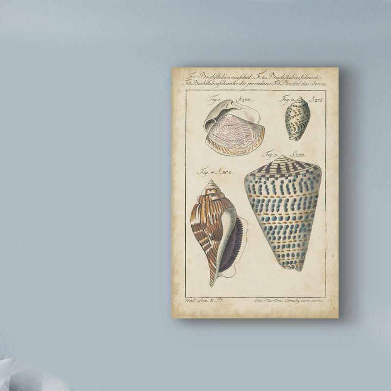«Vintage Shell Study II» par Martini, reproduction sur toile, H 19 po x l 12 po x P 2 po