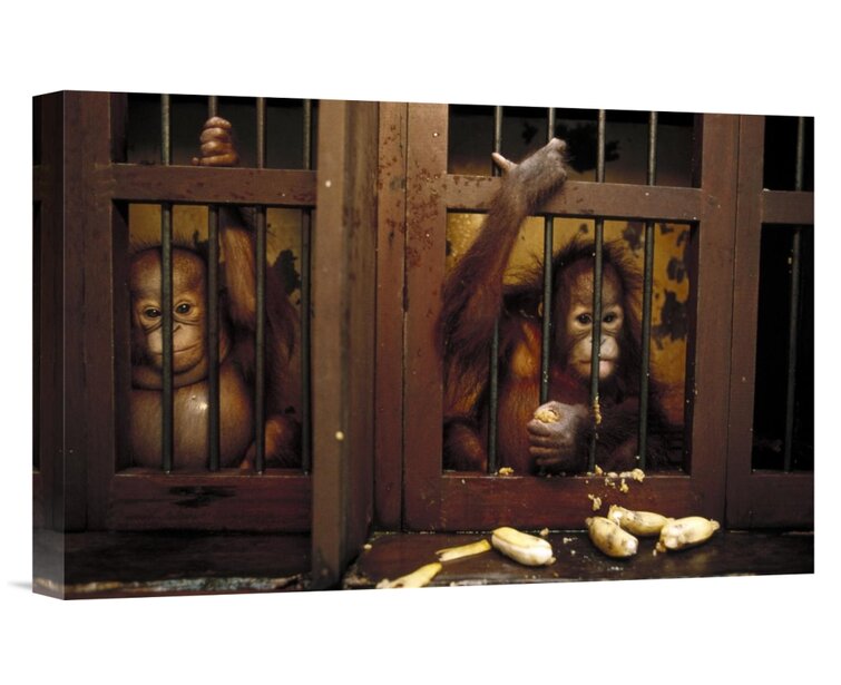 Bless international Orangutan Mother With Baby, Tanjung Puting National  Park, Borneo Framed On Canvas Print - Wayfair Canada