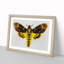 Deathshead Moth - Picture Frame Painting Print-55491285-55491286