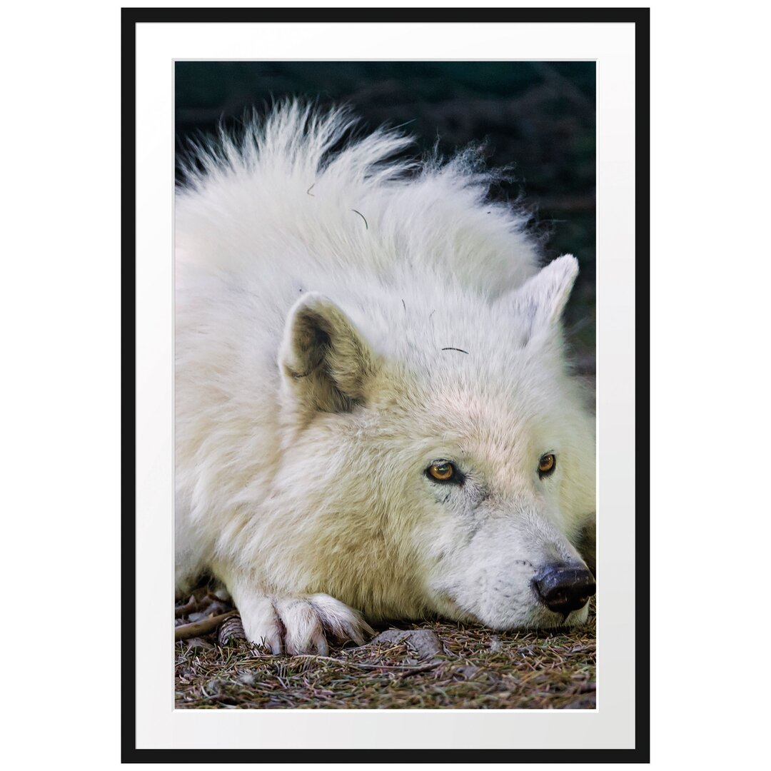 Gerahmtes Poster Ruhender Polarwolf