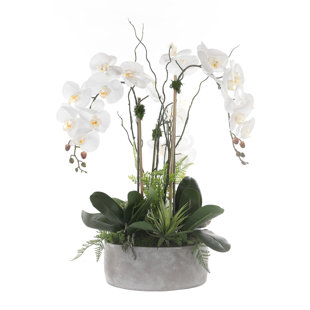Orchid Arrangement in Pot