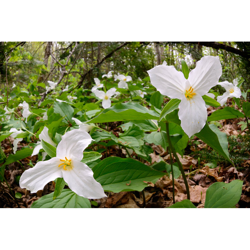 Trillium Bed - Photographie sur toile tendue, H 32 po x l 48 po