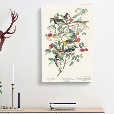 Collection of Warbler Birds by John James Audubon - Wrapped Canvas