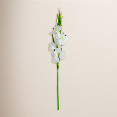 Gladiolus Floral Stems