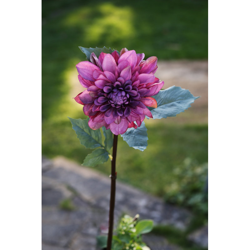 Dahlia, Mauve
