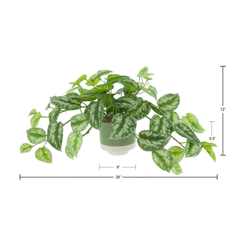 Scindapsus Bush in Ceramic Pot