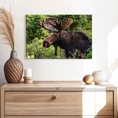 Orignal Brampt Wild Bull