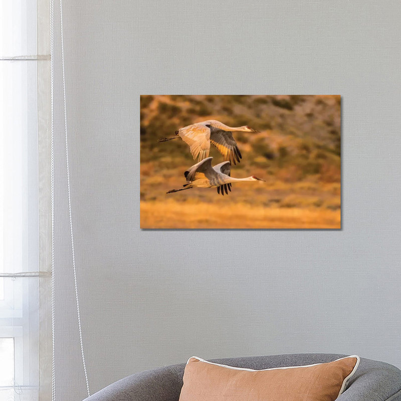 USA, New Mexico, Bosque Del Apache National Wildlife Refuge. Sandhill Cranes Flying. by Jaynes Gallery - Wrapped Canvas Gallery-Wrapped Canvas Giclée