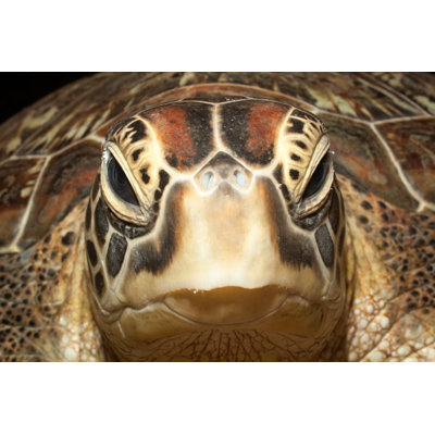 Portrait Of Green Turtle - Wrapped Canvas Print
