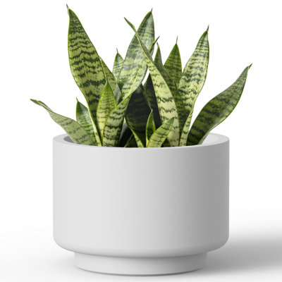 9.5" W x 7" H Bright White Concrete Tall Round Planter / Pot with Drainage Hole for Indoor & Outdoor