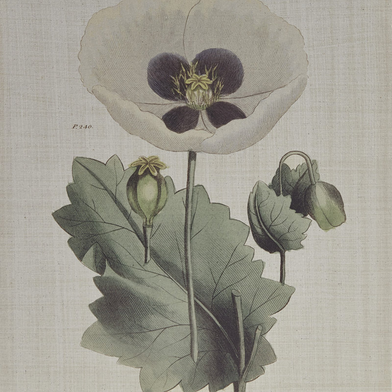 «Herbal Botany», ensemble de 4 toiles encadrées avec illustrations botaniques