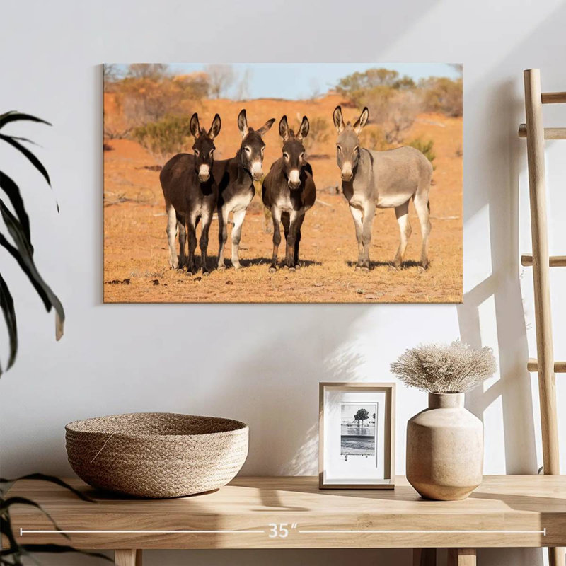 Ânes australiens, H 16 po x l 24 po