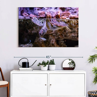Turtle Aquarium