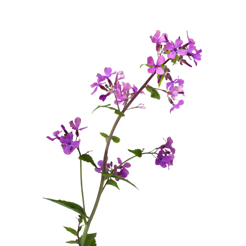 Muthiani Dame Rocket Flower - Wrapped Canvas Print, 91cm H x 61cm W x 3.8cm D