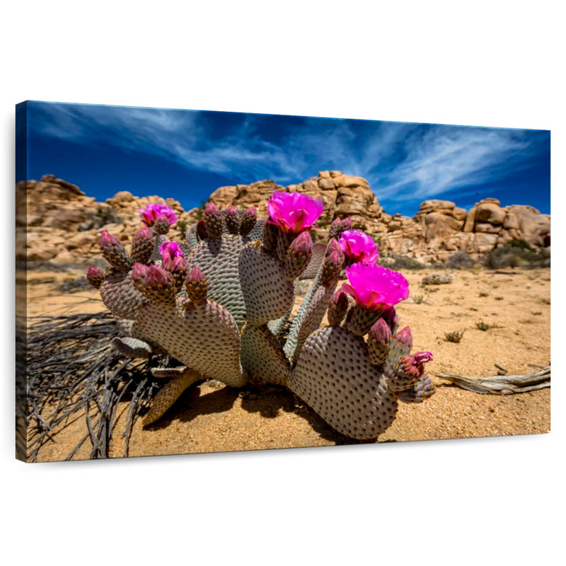 Harnek Beavertail Cactus, 24" H x 36" W