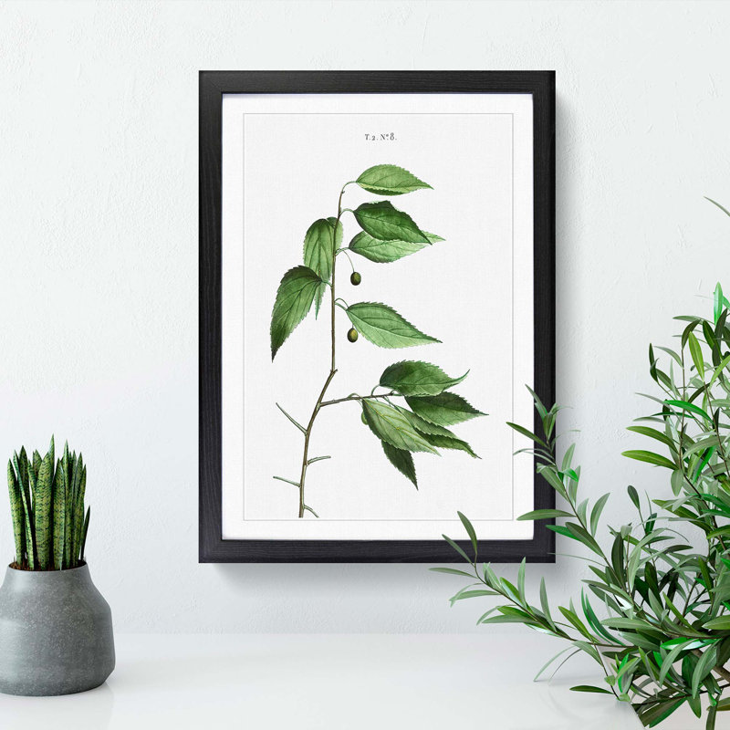European Nettle Tree by Pierre-Joseph Redoute - Picture Frame Painting Print, Black Framed, 65cm H x 48cm W x 2cm D