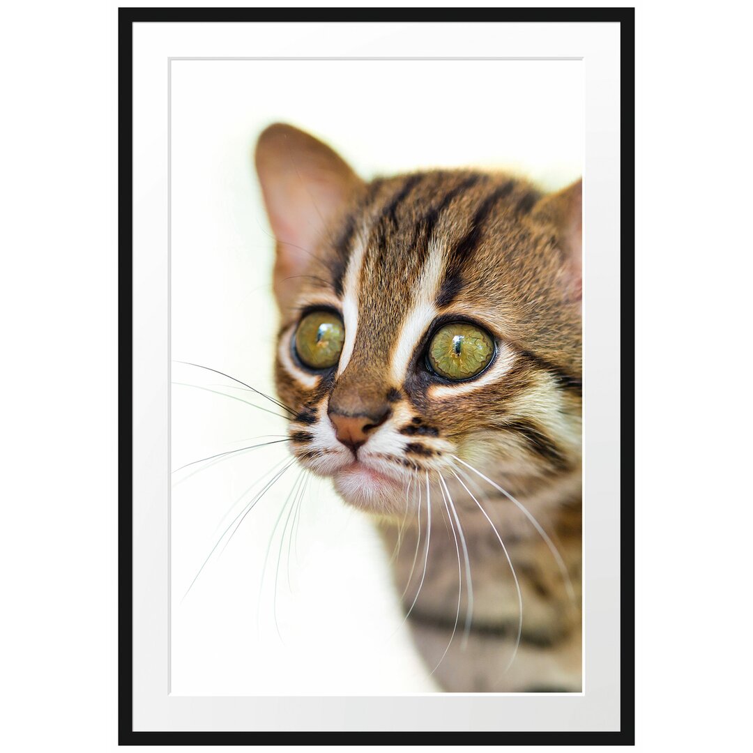 Gerahmtes Poster Junge Marmorkatze