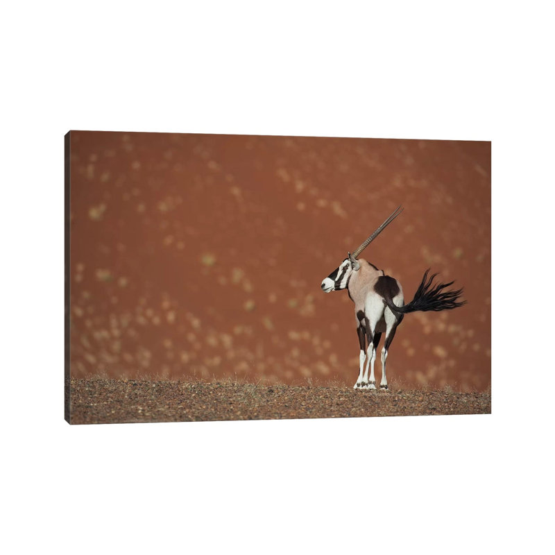 Oryx Waving Tail I by Mogens Trolle - Wrapped Canvas Print, 20.32 cm H x 30.48 cm W