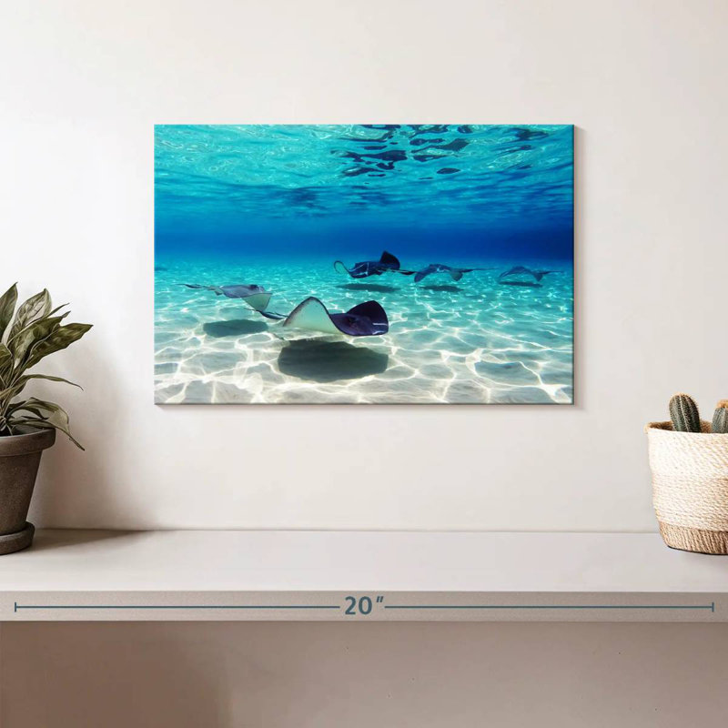Crowle Grand Cayman Stingrays