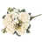 Cream Ivory
