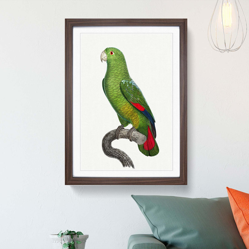Black-Billed Amazon Parrot by F. Levaillant - Picture Frame Art Print, Walnut Framed, 48cm H x 36cm W x 2cm D