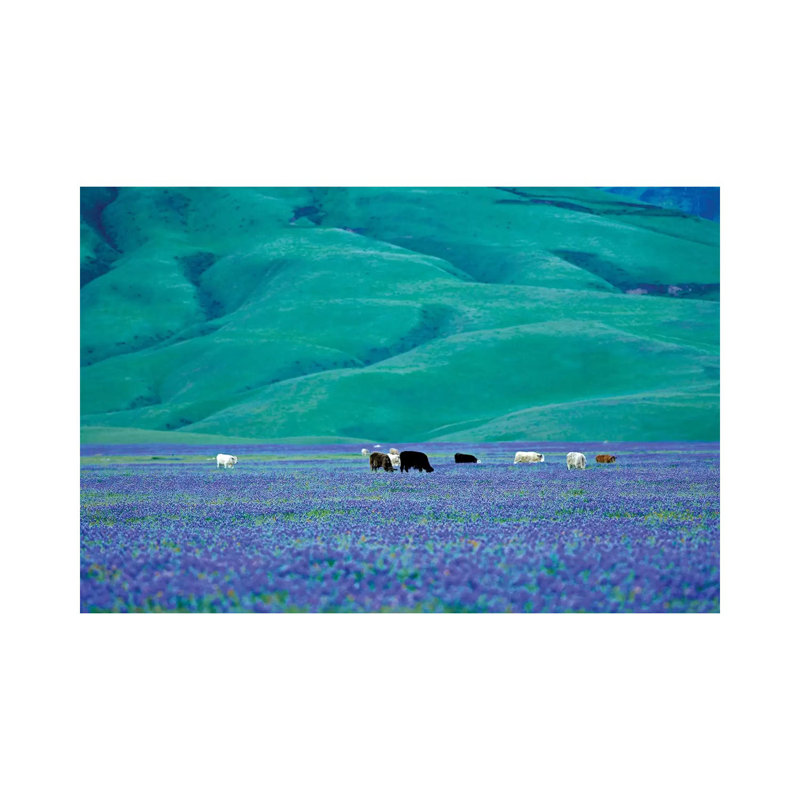 Cows In Lupine I by Dennis Frates - Print on Canvas, Wrapped Canvas, 20.32cm H x 30.48cm W x 1.91cm D