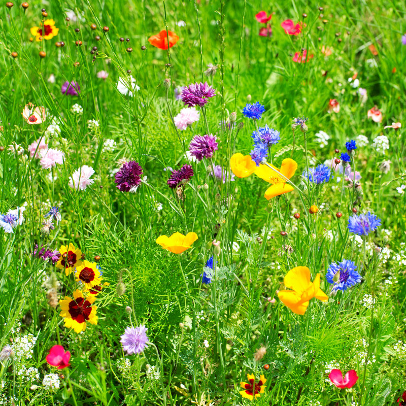 Wild Flowers - Wrapped Canvas Print, 30cm H x 30cm W