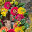 Couronne de jardin Zinnia - 20 po