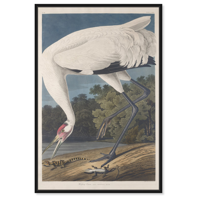 Ho Hoing Crane par Robert Havell - Impression sur toile, Cadre noir, H 30 po x l 45 po x P 1,5 po
