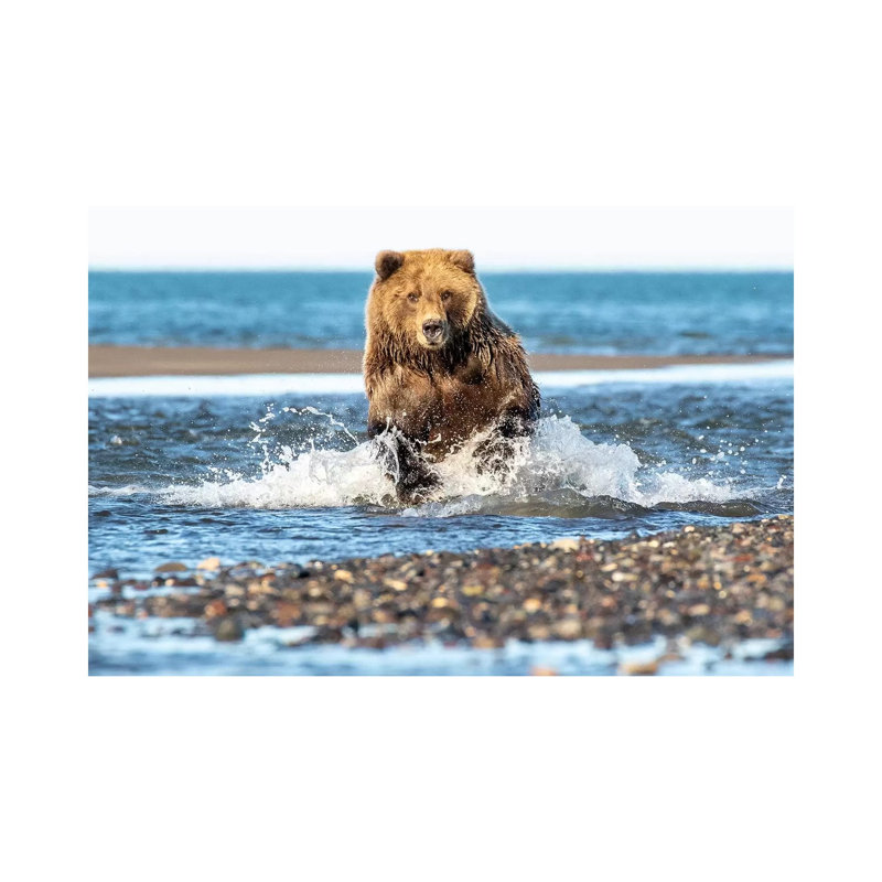 Fishing Bear by Eric Fisher - Wrapped Canvas Gallery-Wrapped Canvas Giclée, 30.48 cm H x 45.72 cm W