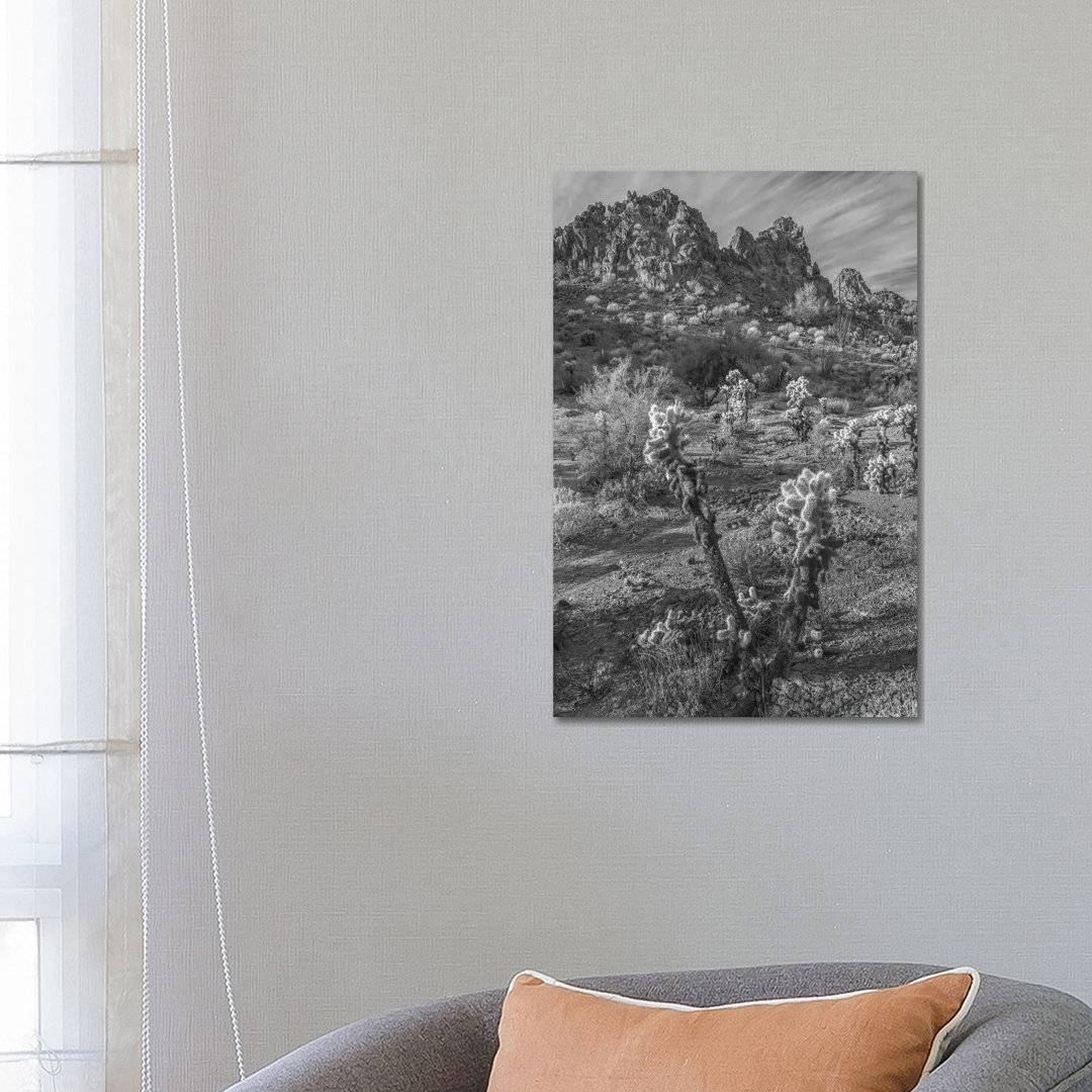 Teddy Bear Cholla Cacti And The Crater Range, Arizona von Tim Fitzharris - Galerie- Giclée auf Leinwand