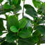 7 pi Ficus Audrey artificiel-1619356195