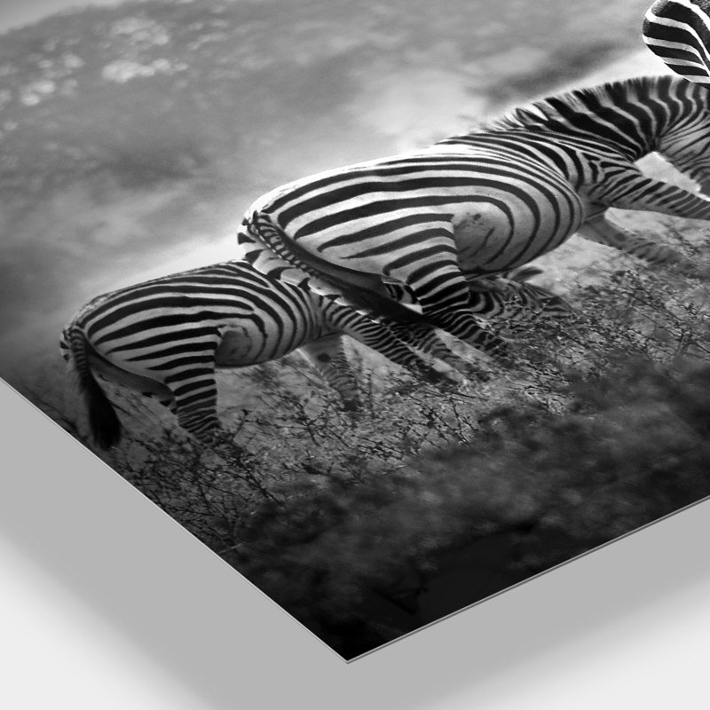 Zèbre en noir et blanc - reproduction de photo, Métal, H 12 po x l 20 po x p 1 po