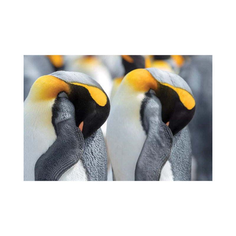 King Penguin On Falkland Islands. by Martin Zwick - Wrapped Canvas Gallery-Wrapped Canvas Giclée, 20.32 cm H x 30.48 cm W