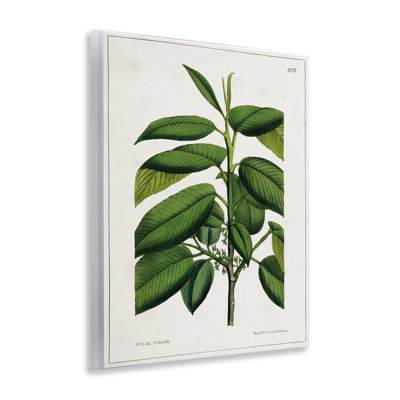  Art scientifique sur plaque de plante scientifique Woodland par Tina Higgins Designs, Inc.