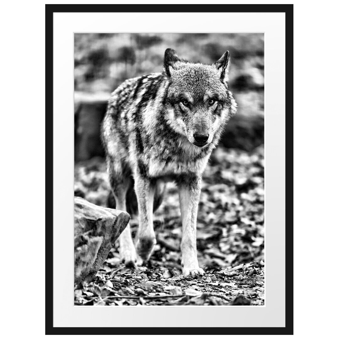 Gerahmtes Poster Wolf im Laubwald