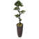 Panama Floor Yacca Tree in Planter
