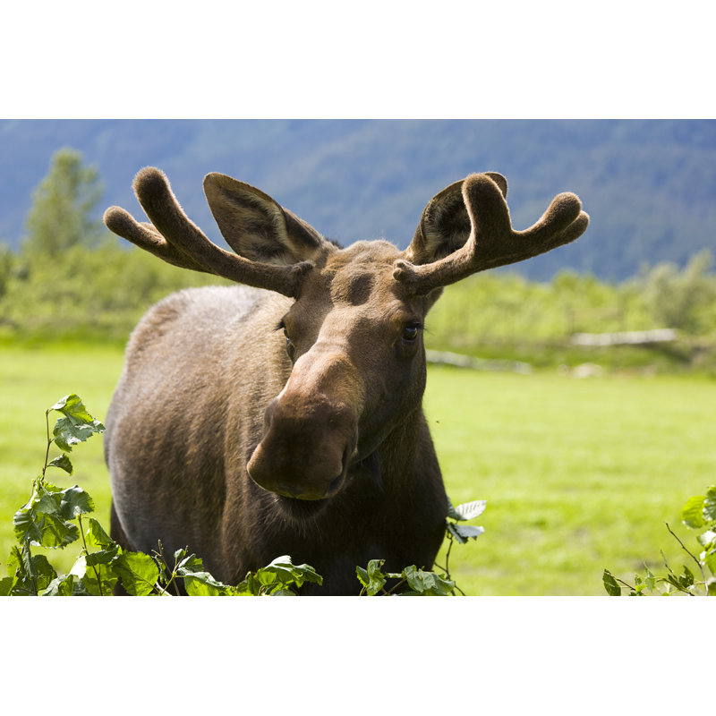 Young Bull Moose by RichLegg - Wrapped Canvas Print, 61cm H x 91cm W x 3.8cm D