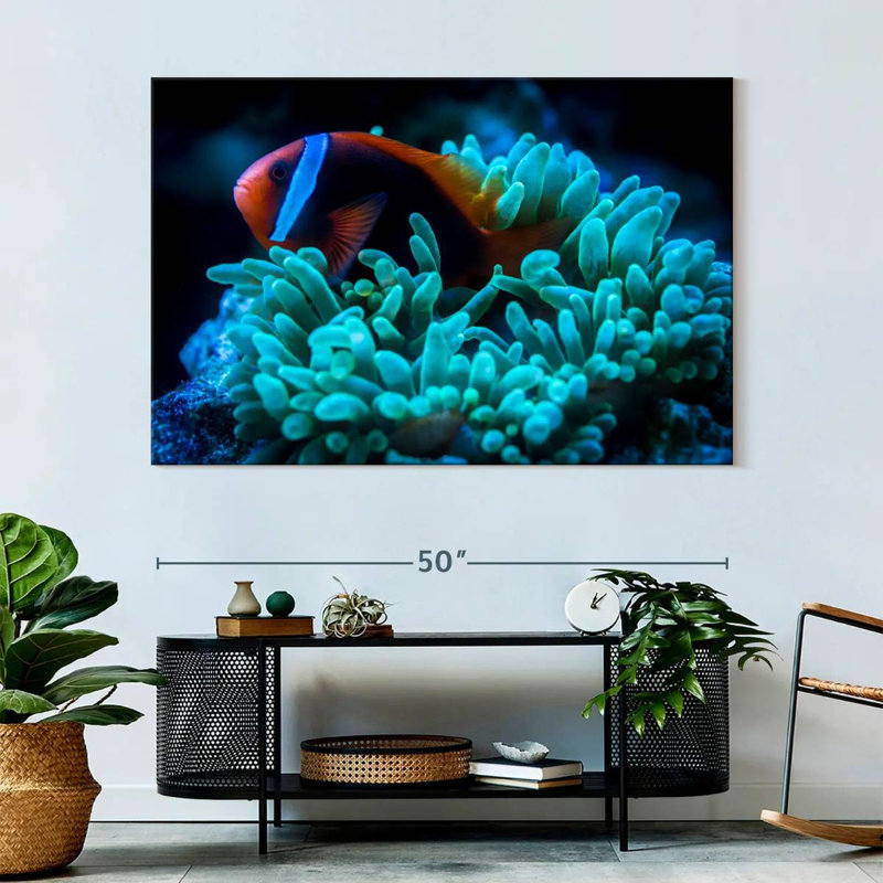 Brampt Tomato Clownfish, 34" H x 51" W