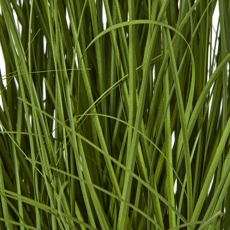 Andaiye 120cm Plant in Pot