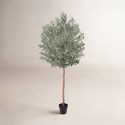 Ashwell Faux Olive Tree with Real Wood Trunk