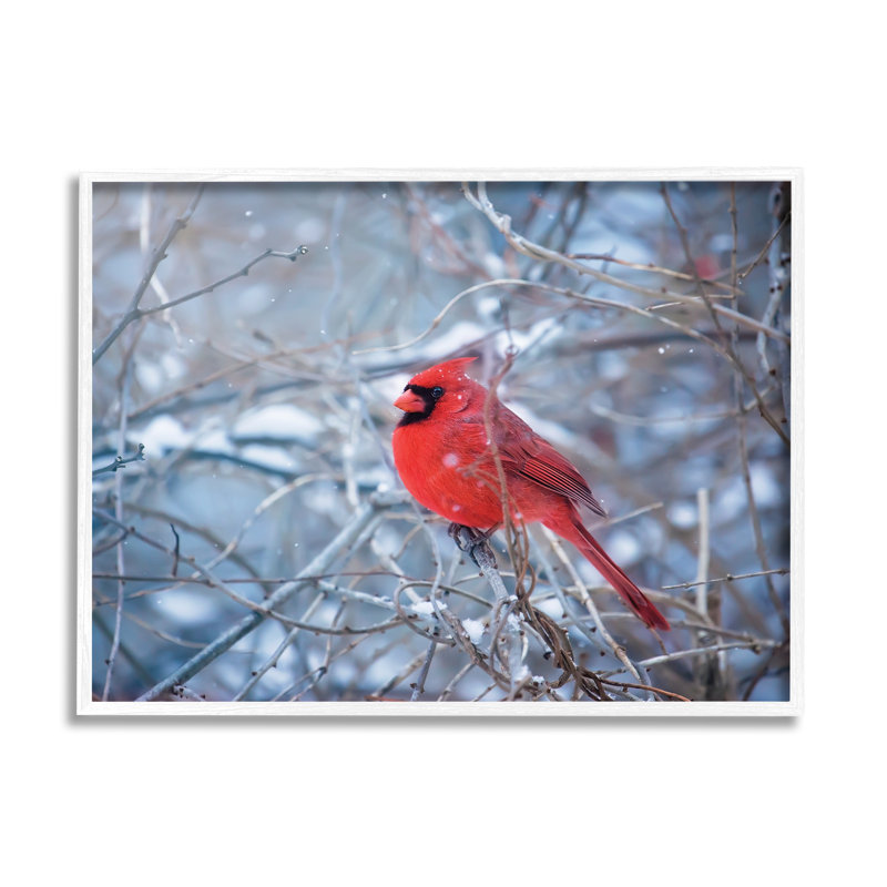 Cardinal In Winter Branches par Karen Burke, H 16 po x l 20 po x P 1,5 po, Giclée encadrée noir minuit