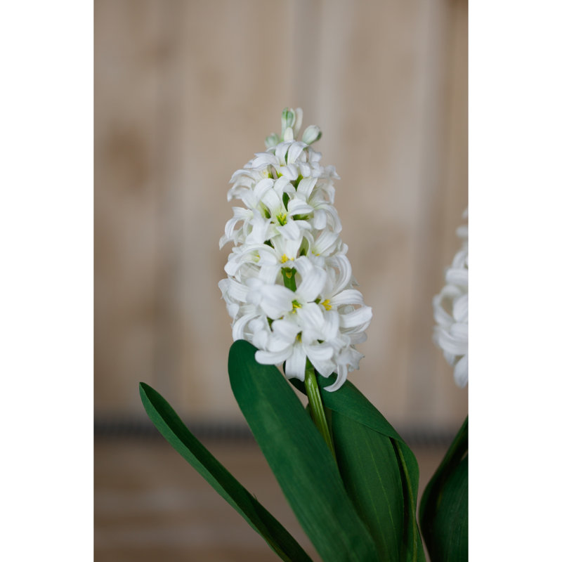 Hyacinth Stem, White