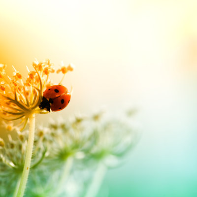 Coccinelle pendant le coucher du soleil par Pawel.Gaul