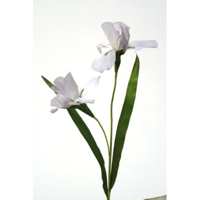 Iris Arrangement