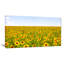 «Beautiful Sunflowers Garden», reproduction de photo sur toile tendue-19240987