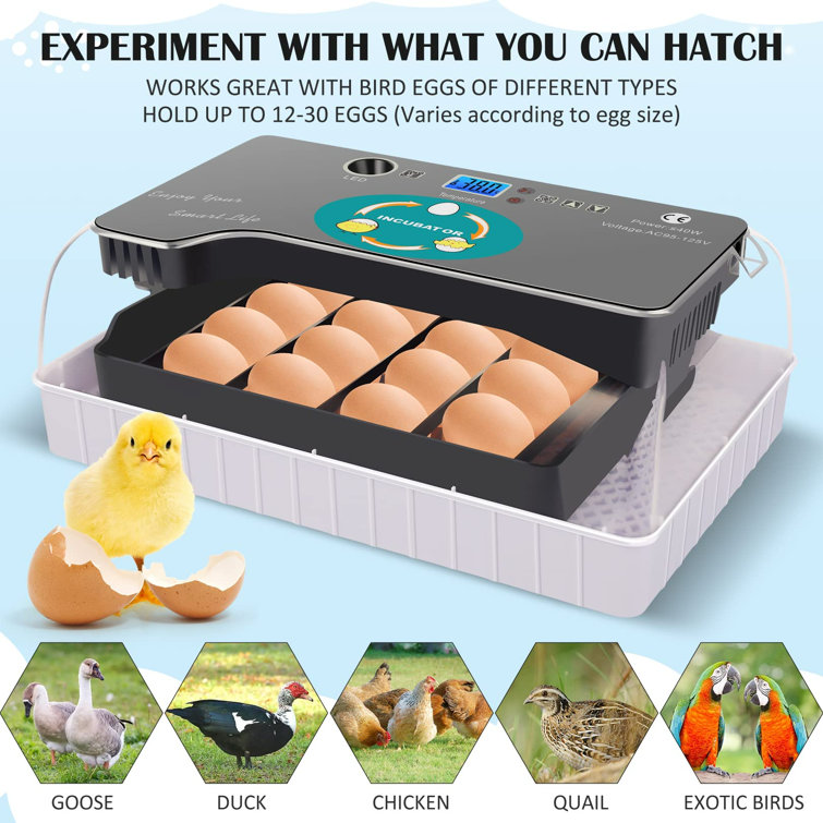 Little Egg Scrubber  Stromberg's Chickens