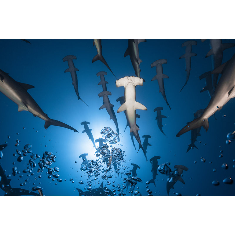 Hammerhead Shark - Giclee Reproduction on Gallery Wrapped Canvas, 26" H x 32" W