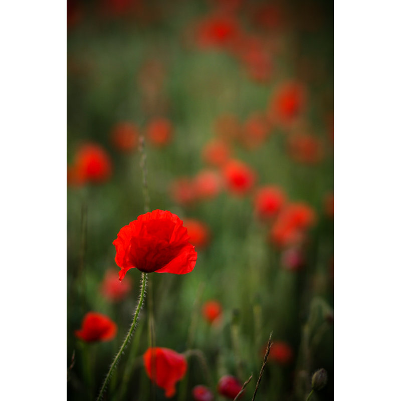 Poppy Field - Wrapped Canvas Print, 91cm H x 61cm W